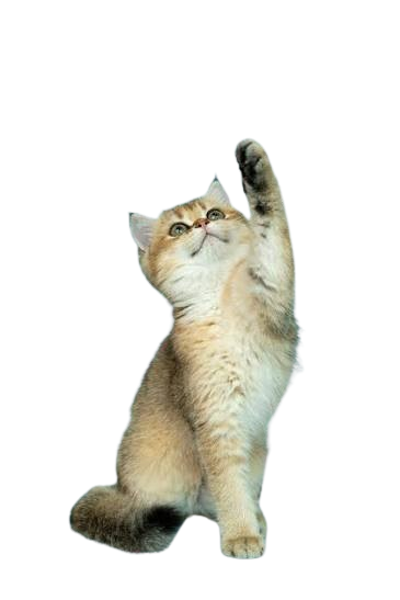 Gatinho